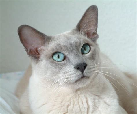 As an active breed, they certainly love to jump and pounce, but, unlike many other curious cat breeds, the ojos azules would never crawl up your. Фотогалерея — Породы кошек