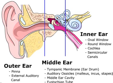 Ear Anatomy Interactive Biology Standard 10
