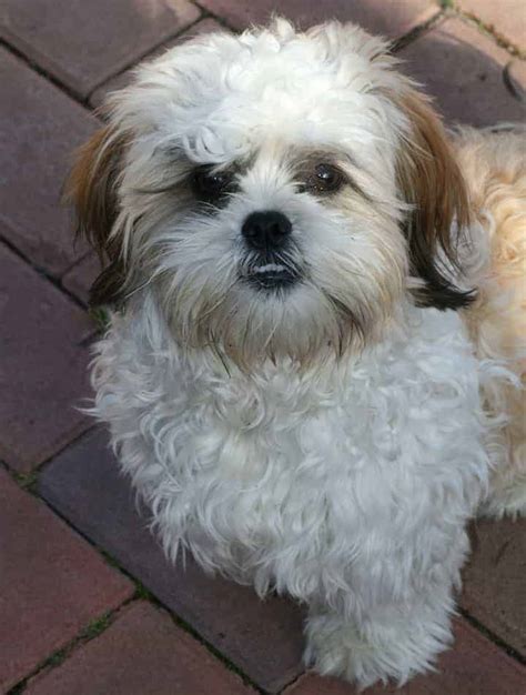 Shih tzus have a life expectancy of 12 to 16 years. Blissfull: Bichon Frise Shih Tzu Mix Black And White