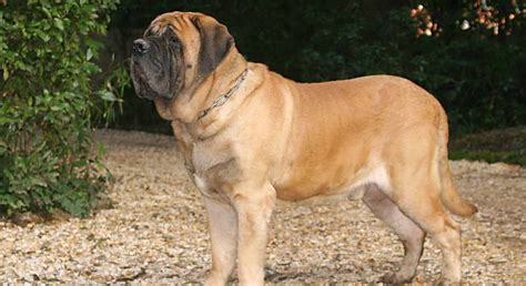 English Mastiff Puppies For Sale Greenfield Puppies