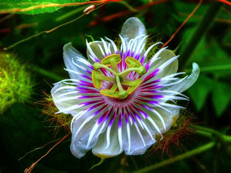 Passion Flower Hd Wallpapers Backgrounds