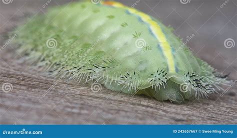 Close Shot Of The Green Crowned Slug Moth Caterpillar Stock Image