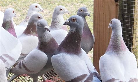 Heitzman Sions Pigeons For Sale Pigeon Exchange Classified Ads