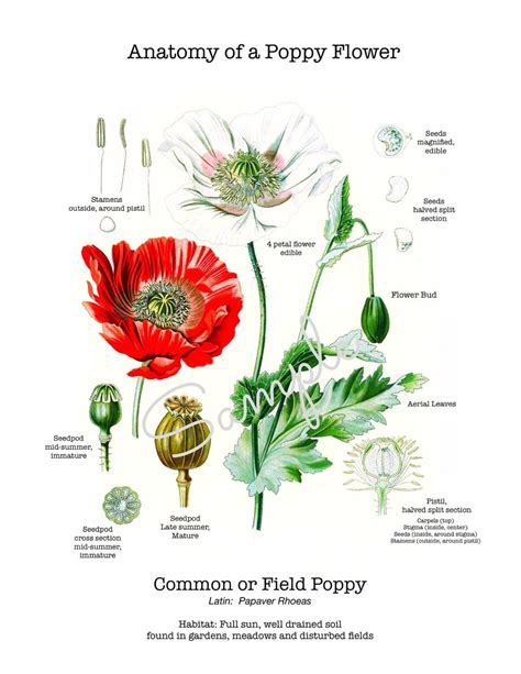 Anatomy Of A Poppy Flower Vintage Botanical Print The Living Books