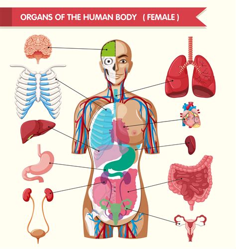 Female Human Body Organs Diagram