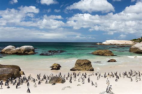 Boulders Beach Ranked One Of The Best In The World