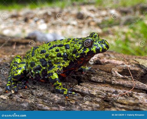 Fire Bellied Toad 2 Stock Image Image Of Amphibians Dampness 2612839
