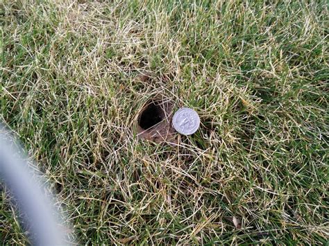 What Made These Burrows And Holes In The Lawn Picture Inside Love