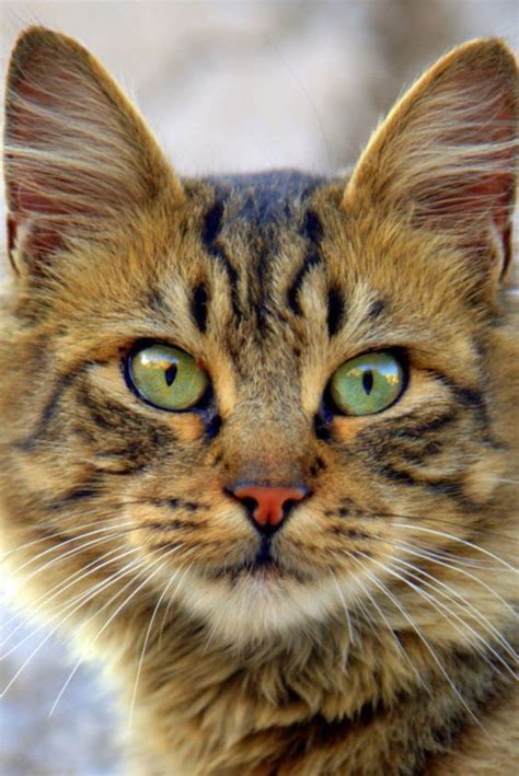 Tiger Cat Breed 11 Best Cats Images On Pinterest Tiger Cat Breed