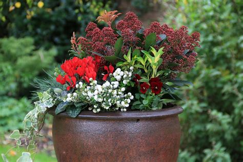 Preston Bissett Nurseries And Country Shop Hardy Winter Containers