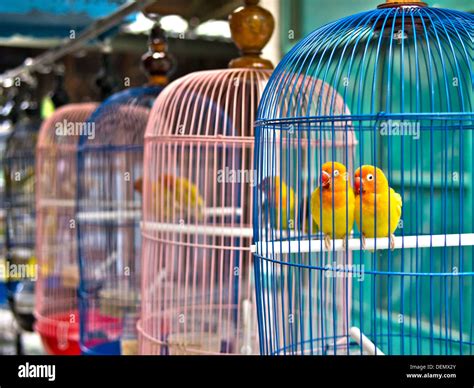 Pet Bird In Cage
