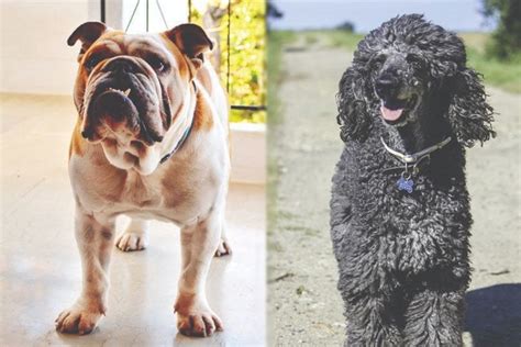 English Boodle English Bulldog And Poodle Mix Guide Pictures Info
