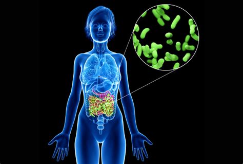 Which Species Should Be Present In A Healthy Gut Microbiome Microba