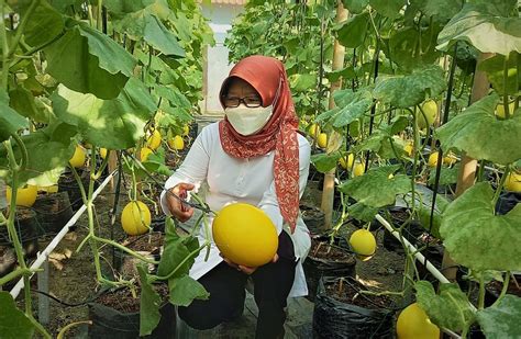 Budidaya Melon Golden Alisha Di Lahan Sempit Sekretariat Daerah