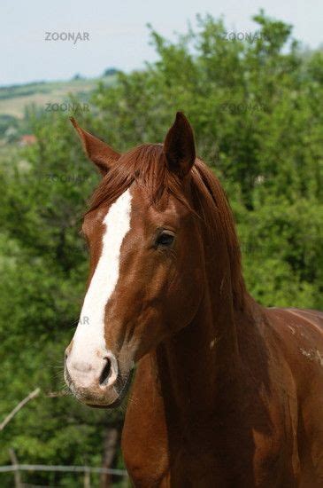 gidran horse