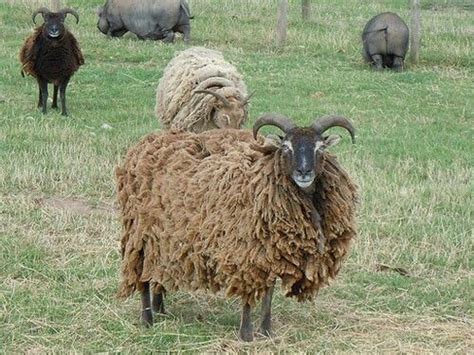 Soay Sheep On St Kilda Scotland Sheep Sheep Breeds Primitive Sheep