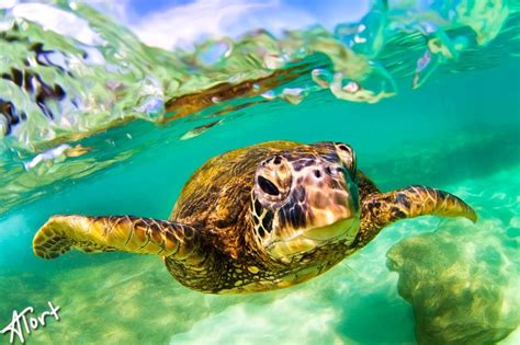 Image Result For Green Sea Turtle Hawaiian Sea Turtle Hawaii