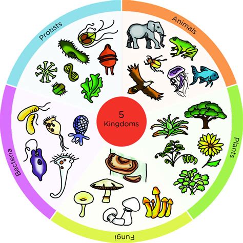 5 Kingdoms Of Living Things With Examples Science4fun