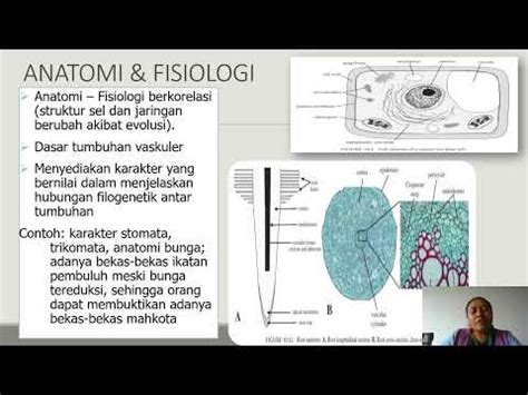 Kuliah Sistematika Tumbuhan Bukti Taksonomi Morfologi Anatomi