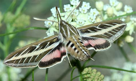 White Lined Sphinx Moth Size Photographs Characteristics