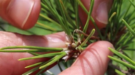 Summer Sessions Japanese Black Pine Needle Reduction 2019 Youtube