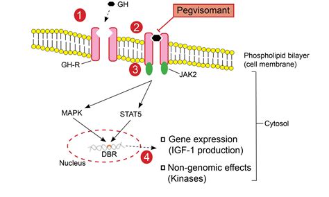Pegvisomant For Acromegaly - My Endo Consult