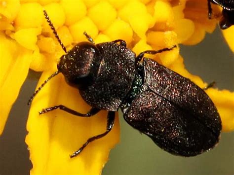 Jewel Beetle Anthaxia Bugguidenet