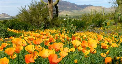 Arizona Wildflower Forecast Heres Why 2019 Should Be A Showy Year
