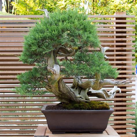 New Bonsai Display At The Portland Japanese Garden Bonsai Tonight
