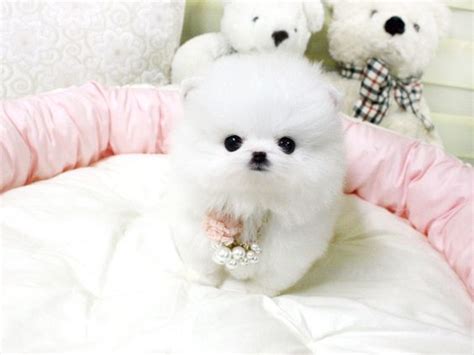 We do this with marketing and advertising partners (who may have their own information they've collected). She's beautiful!- Duchess Teacup Pomeranian | Teacups ...