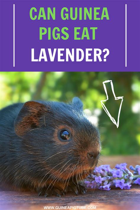 Check spelling or type a new query. Pin on Guinea Pig Food and Diet