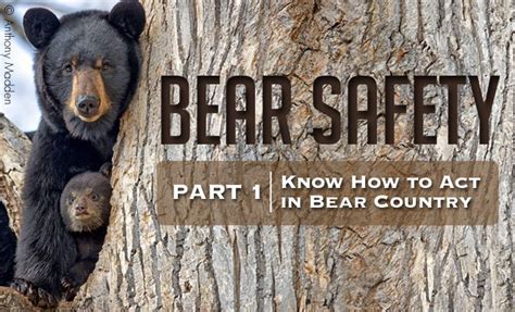 Bear Safety Parts 1 3 The Armory Life Forum
