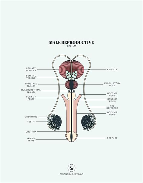 Male Reproductive System Detailed Diagram Images And Photos Finder