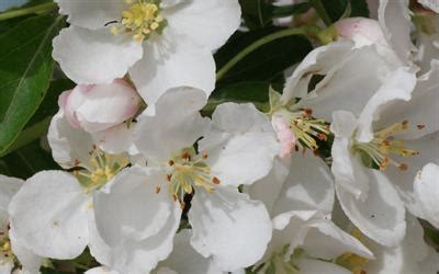 Marilee flowering crab malus 'marilee' there is a new flowering crab in town, and its name is marilee. Malus halliana Admiration crab-apple trees for sale