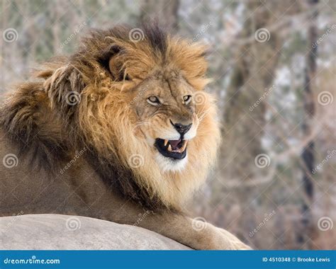Angry Lion Royalty Free Stock Photos Image 4510348