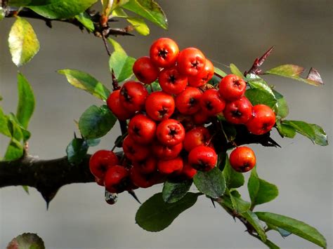 Red Berries On A Tree Branch Free Stock Photo Public Domain Pictures
