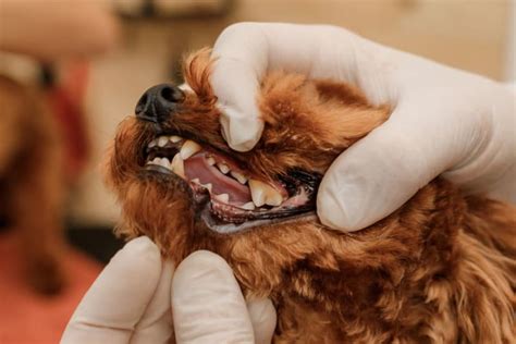 Periodontal Disease In Dogs How To Stop And Prevent Novato