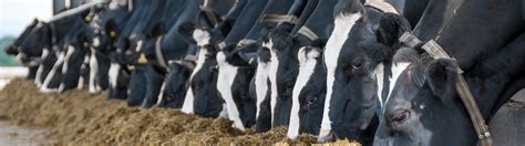 Actisaf Increases Feed Efficiency By In High Performing Early