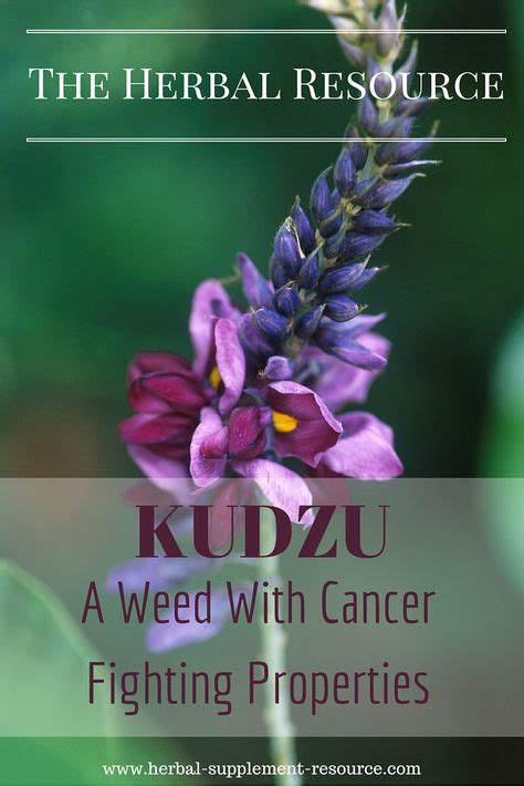 Kudzu