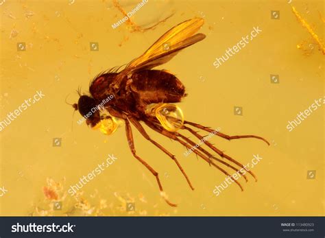 Fossilized Baltic Amber With Midge Insect Inside Stock Photo 113480923