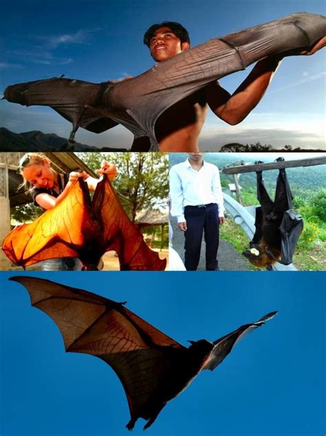 Acerodon Jubatus The Giant Golden Crowned Flying Fox Also Known As