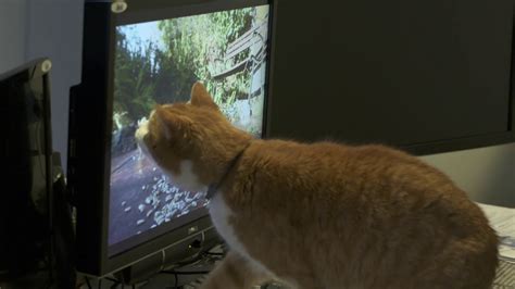 Cat Catching Birds Youtube