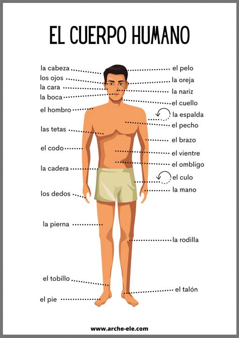 El Cuerpo Humano Vocabulario Ele Arche Ele