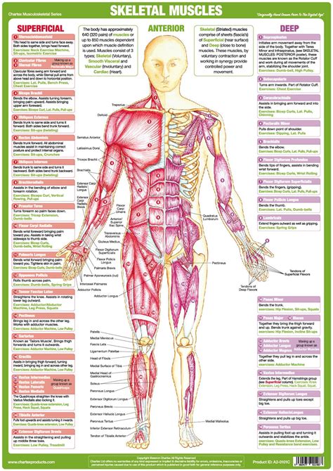 Muscle Anatomy Charts Skeletal Human Body Posters Etsy Muscle