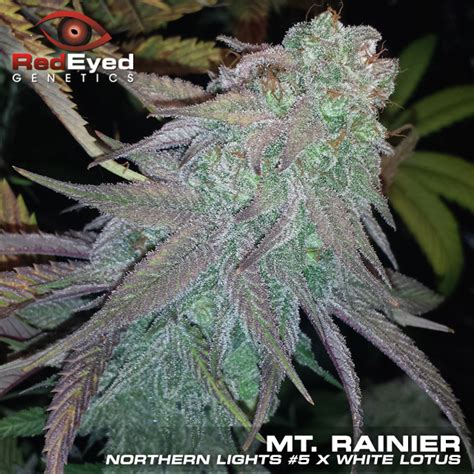 This sativa will leave most users eyes drier than their mouths but may also cause headaches, anxiety and paranoia. Mt. Rainier from RedEyed Genetics | strains.io | cannabis ...