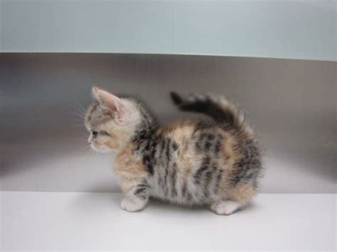The Most Adorable Munchkin Cat Breeds