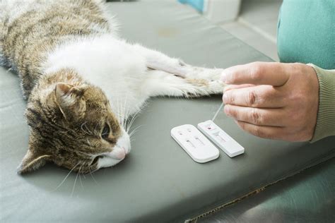 Feline Fiv Early Diagnosis And Treatment Can Help Celestialpets