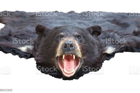 Pandangan Sudut Rendah Dari Karpet Kulit Beruang Hitam Terisolasi Pada
