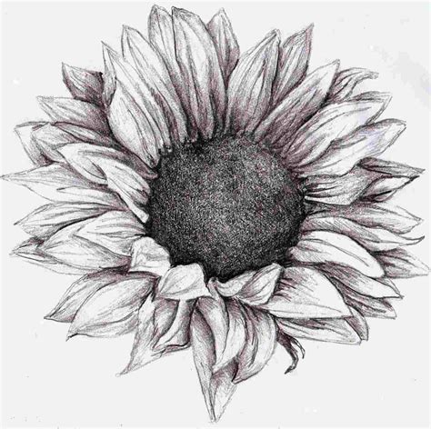 Shaded Flower Drawing at PaintingValley.com | Explore collection of Shaded Flower Drawing