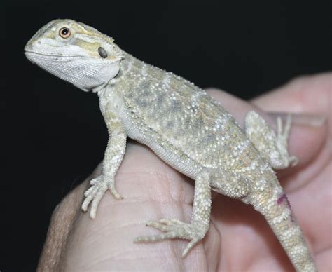 White Bearded Dragon For Sale